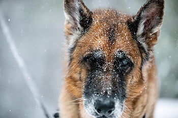 Pastore tedesco, cane, la neve, inverno, all'aperto, animale domestico, animale, natura, canino, bianca, ghiaccio