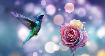flower, free Wallpaper, windows Wallpaper, rose, hummingbird, flower Background, beautiful Flowers, bird, multicolored, desktop Backgrounds, annotation