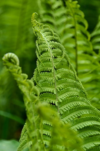 fern leaves, close-up ferns, vibrant green ferns, detailed ferns, intricate fern patterns, green foliage, nature photography, plant details, leaf texture, botanical images, fern close-up