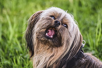 dog, animal, terrier, yorkshire, chew, wolf Down, bite, pet, domestic Animal, cute