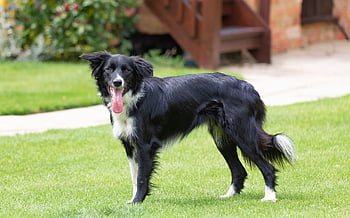 border Collie, animal, black And White Dog, collie, pet, dog