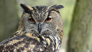 Eurasian eagle owl, close-up photography, black grey owl, forest setting, detailed close-up, owl perched, wildlife photography, nature photography, bird photography, owl eyes, owl feathers