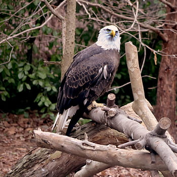 Bald Eagle, Queens Zoo, Flushing Meadows Park, rescued, rehabilitated, injuries, unable to fly, tree branch, wildlife, nature, park