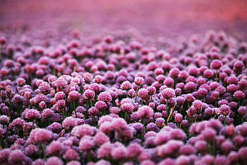 viola, fiori, campo, sfondo di fiori, prato, campo di fiori, carta da parati hd, prato fiorito, fiori viola, fiori selvatici, bellissimi fiori