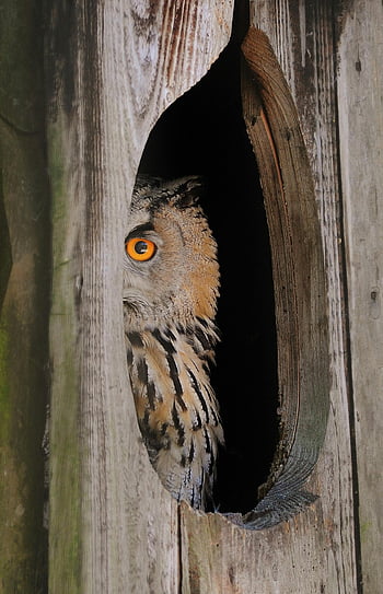 Brown and Black Owl, Eurasian Eagle-Owl, tree hollow, yellow eyes, camouflaged feathers, owl, wildlife, nature, bird, peeks, feathers
