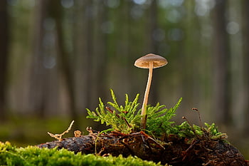 houba, helmling, mech, klepněte na, les, lesní podlaha, zblízka, Příroda