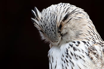 sova, sněžná Sova, pták, Příroda, bílá sova, raptor, výr, peří, bílý, živočišného světa, zblízka