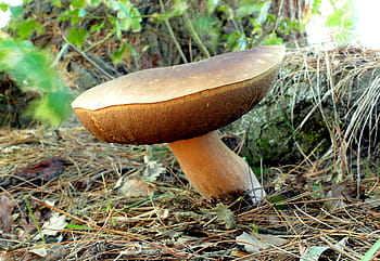 boletus, Leccinum, Suillus, fungo, natura, pori, spore, lumix, ginocchio bagnato, ExplorenatureTheWildNature