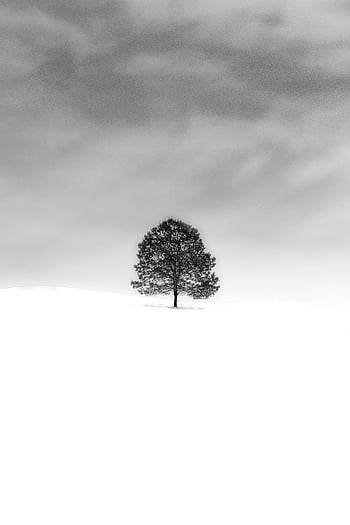 foto in scala di grigi, albero, campo coperto di neve, bianco e nero, albero solitario, paesaggio innevato, cielo nuvoloso, Immagine serena, scena invernale, fotografia naturalistica, fotografia monocromatica