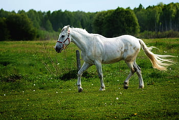 bílý kůň, běžícího koně, zelená krajina, svěží pastvina, majestátní kůň, ZDARMA kůň, venkovní scénu, fotografování přírody, fotografování zvířat, venkovské krajiny, jezdecká scéna
