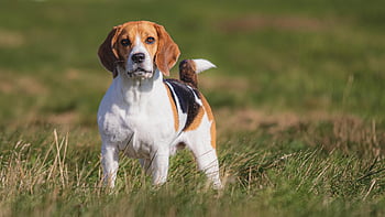 dog, running, field, happy, friendly, active, athletic, animal, competition, course, coursing