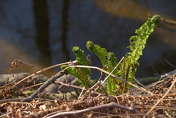 fern, nature, forest, leaves, plant, flora, growth, spring, development, botany, fresh