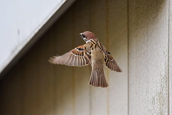 animal, bird, wild Bird, sparrow, face, beak, feathers, wings, nature, flying, freedom