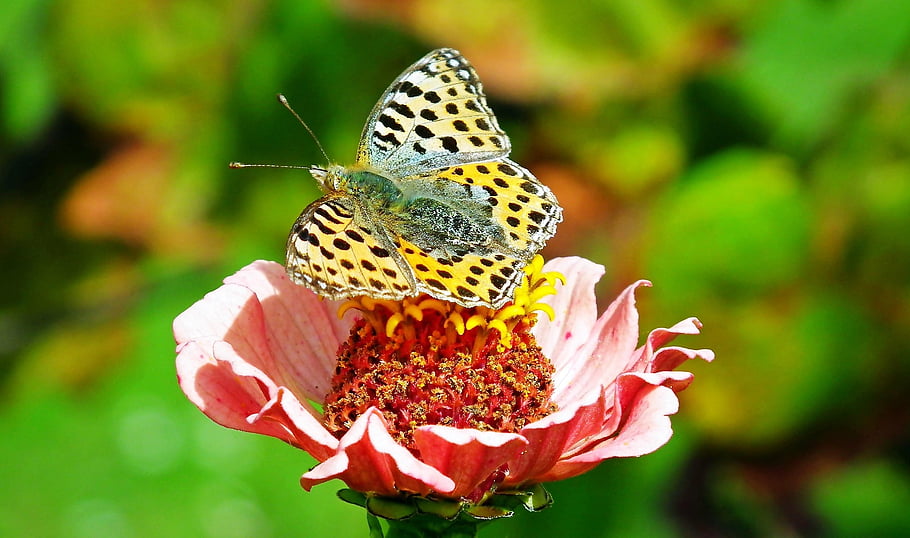 insects, nature, summer, closeup, macro, wings, plants, flowers, zinnia, colorful, blooming