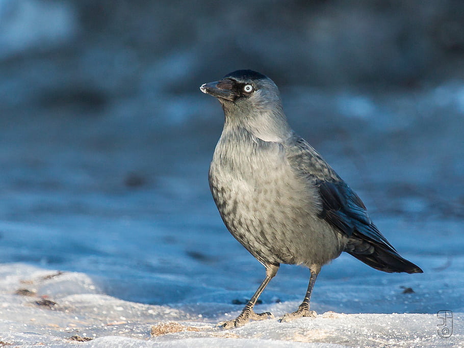 Taccola eurasiatica, corvus monedula, uccello, natura, inverno, ghiaccio, Fosseparken, Kongsberg, Norvegia, fotografia, canon eos 70d