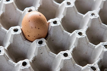 quail egg, egg tray, brown egg, cardboard egg carton, close-up egg, single egg, empty tray, egg carton, quail egg carton, egg in tray, brown quail egg