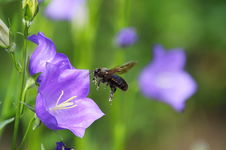 carpenter Bee, bee, flower, insect, flying, purple Flower, wildflower, plant, nature, closeup