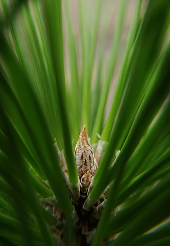 bud, fir, tree, green, pine, nature, brown