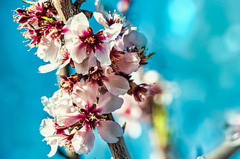 almond Blossoms, flowers, branch, petals, bloom, blossom, almond Tree, tree, spring, nature, closeup