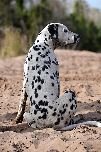 dog, nature, dalmatian, breed, canine, pet, animal, mammal, beach, sitting, spots