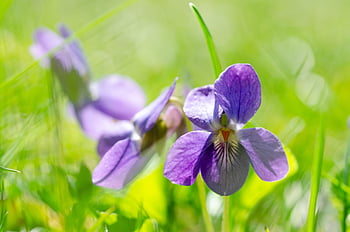 fialový, viola, květ, voňavé fialky, pochodové fialky, nachový, zblízka, jaro, viola odorata, violaceae