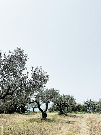 brown grass field, green trees, tranquil landscape, olive trees, Vasto, Abruzzo, Italy, rural charm, natural scenery, outdoor setting, serene environment