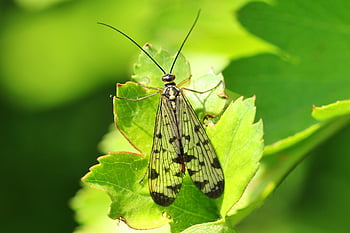 scorpion Fly, close Up, insect, macro, nature, garden, fly, wing, leaf, flying Insect, summer