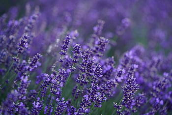 lavender, flower, beautiful Flowers, blossoms, nature, lavender Field, violet, lavender Flowers, flower Background, hd Wallpaper, purple