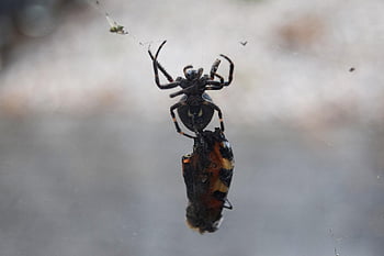 spider, arachnid, spider Web, eating, cobweb, web, orb, weaver, insect, bug, arachnophobia