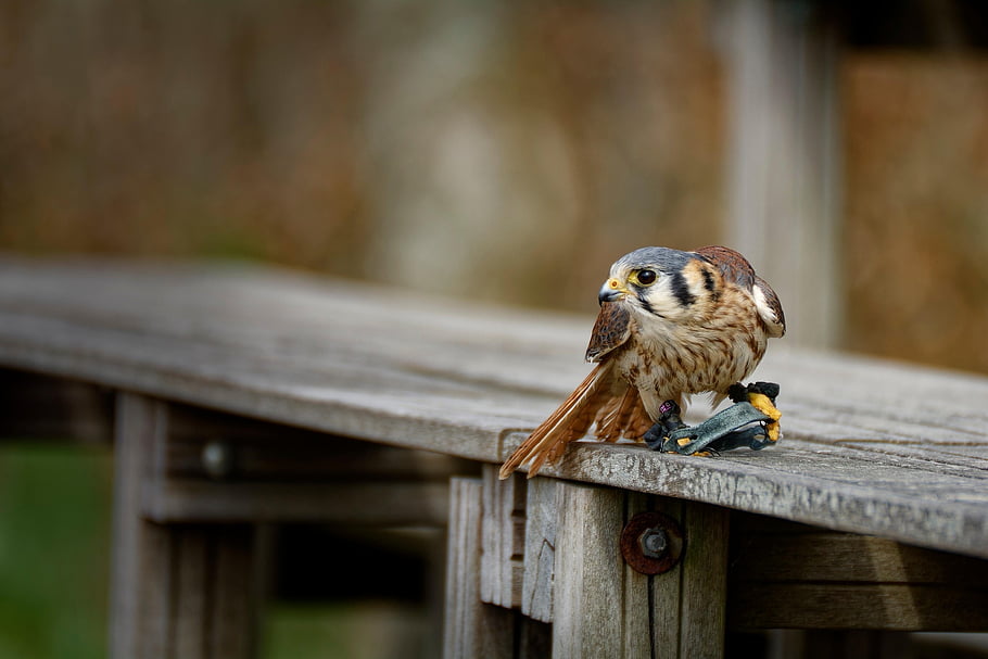 falcon, bird, bird Of Prey, wooden Bench, zoo, animal, nature, wildlife