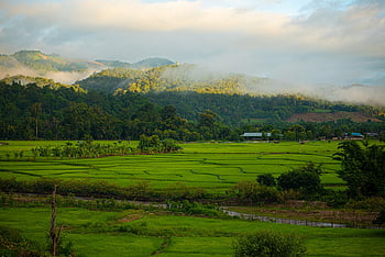 nature, thailand, asia, farmer, village, countryside, grass, grain, harvest, field, agriculture