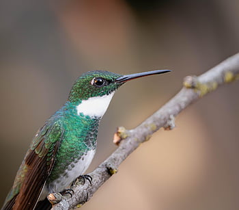 kolibřík, pták, ornitologie, peří, pera, vrchol, fauna, sedící, zblízka, pozorování ptáků, Příroda