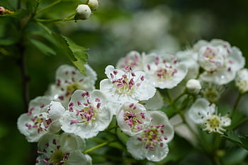 hawthorn, flowers, tree, crataegus, white Flowers, petals, buds, bloom, plant, nature, closeup