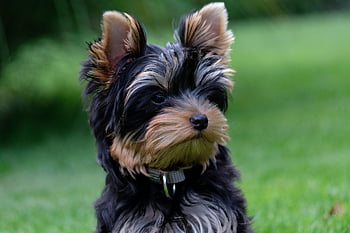 szczeniak, yorkshire terrier, zwierzę domowe, psi, zwierzę, pies, futro, pysk, ssak, Natura, pies portret