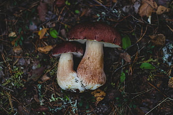 Boletus houby, lesní půda, podzim, detail, dva houby, Bohatá půda, lesní podlaha, fotografování hub, fotografování přírody, les, houby