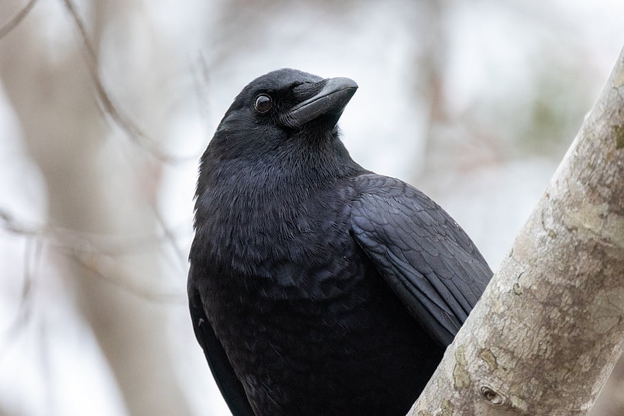 crow, bird, wildlife, nature, outdoors, tree, forest, animal, feathers