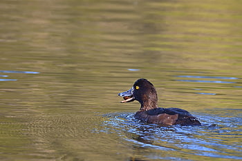 tufted Duck, lake, sunset, spring, park, nature, wildlife, water Bird, waterfowl, animal