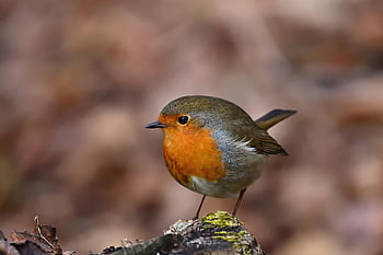 robin, bird, winter, songbird, plumage, ornithology, sitting, bird Watching, close Up, nature
