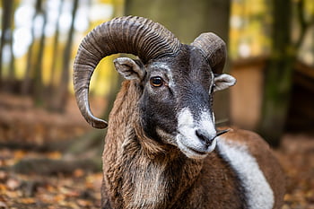 wild Sheep, goat, nature, mouflon, wild Animal, ungulates, mammal, wildlife, animal, forest