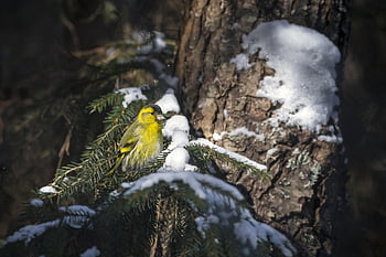 euroasijský siskin, spinus spinus, sníh, zimní, Studený, Příroda, krajina, stromy, sněhová vločka, venku, zvíře