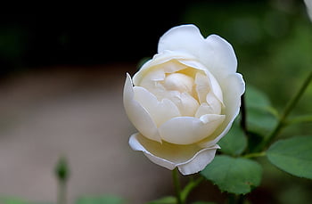flower, plant, garden, white Flower, bud, blooming, petals, nature, flora, horticulture, botanical