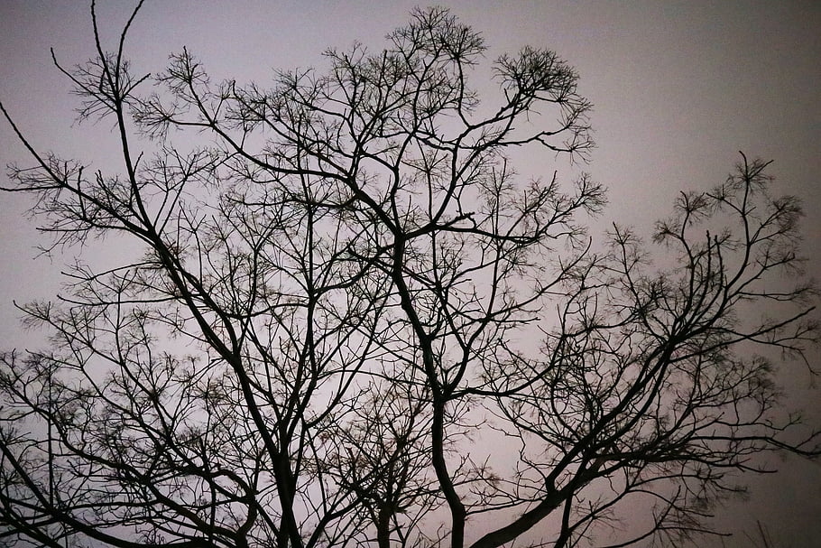 tree, spring, winter, night, nature, branch, gray Night