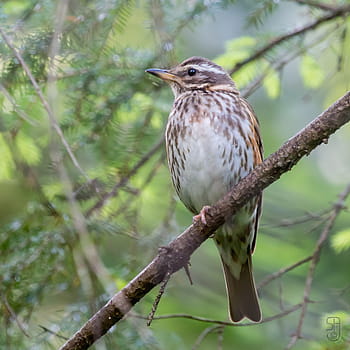 červené křídlo, turdus iliacus, pták, Norsko, kongsberg, prohlížení ptáků, zpěvní ptáci, kánon 70d, Canon EF 100-400, Květen 2014, večerní fotografie