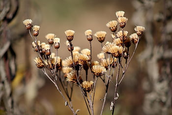 fiori secchi, prosciugato, secco, autunno, pianta, natura, sbiadito, asciutto, Marrone, seccato