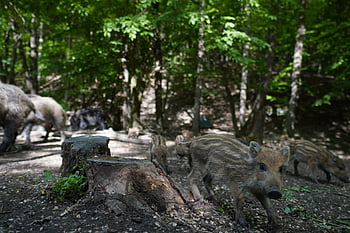 wild Boar, pig, sows, the Animal, nature, zoo, mammals, the Bristles, forest, wild, piglet