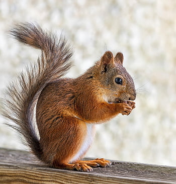 červená veverka, sciurus vulgaris, hlodavec, zvíře, veverka, savec, načechraný, Příroda, roztomilý, hnědý, srst