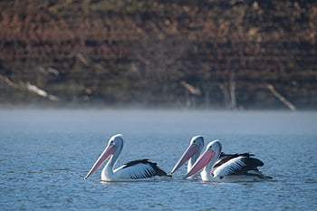 펠리컨, 조류, 동물, 대군, pelecanus conspicillatus, 오스트레일리아 펠리컨, 백반 과과, 깃털, 야생 생물, 자연, 습지대