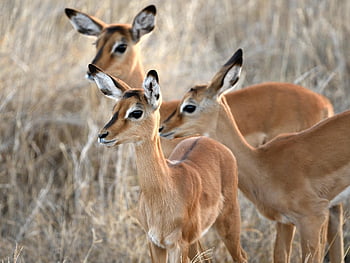 impala, zvířat, volně žijících živočichů, Příroda, aepyceros melampus, savců, lewa, Keňa, Afrika, savec, zvíře