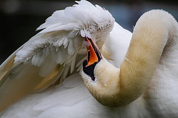 swan, water Bird, wing, plumage, clean, maintenance, beak, close Up, head, neck, ornithology