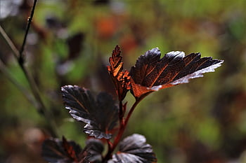 snowball-leaved Bladder Spar, physocarpus Opulifolius, leaves, garden, shrub, bush, red, physocarpus, fall, nature, plant
